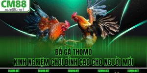 Đá Gà Thomo – Kinh Nghiệm Chơi Đỉnh Cao Cho Người Mới