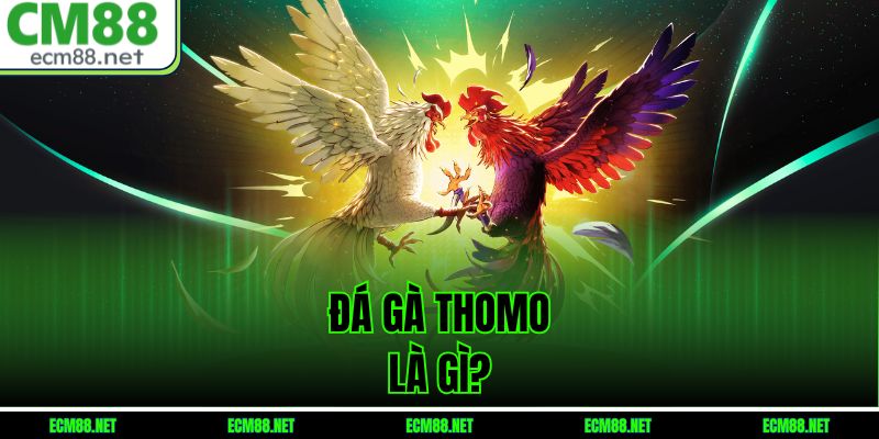 Đá Gà Thomo Là Gì?